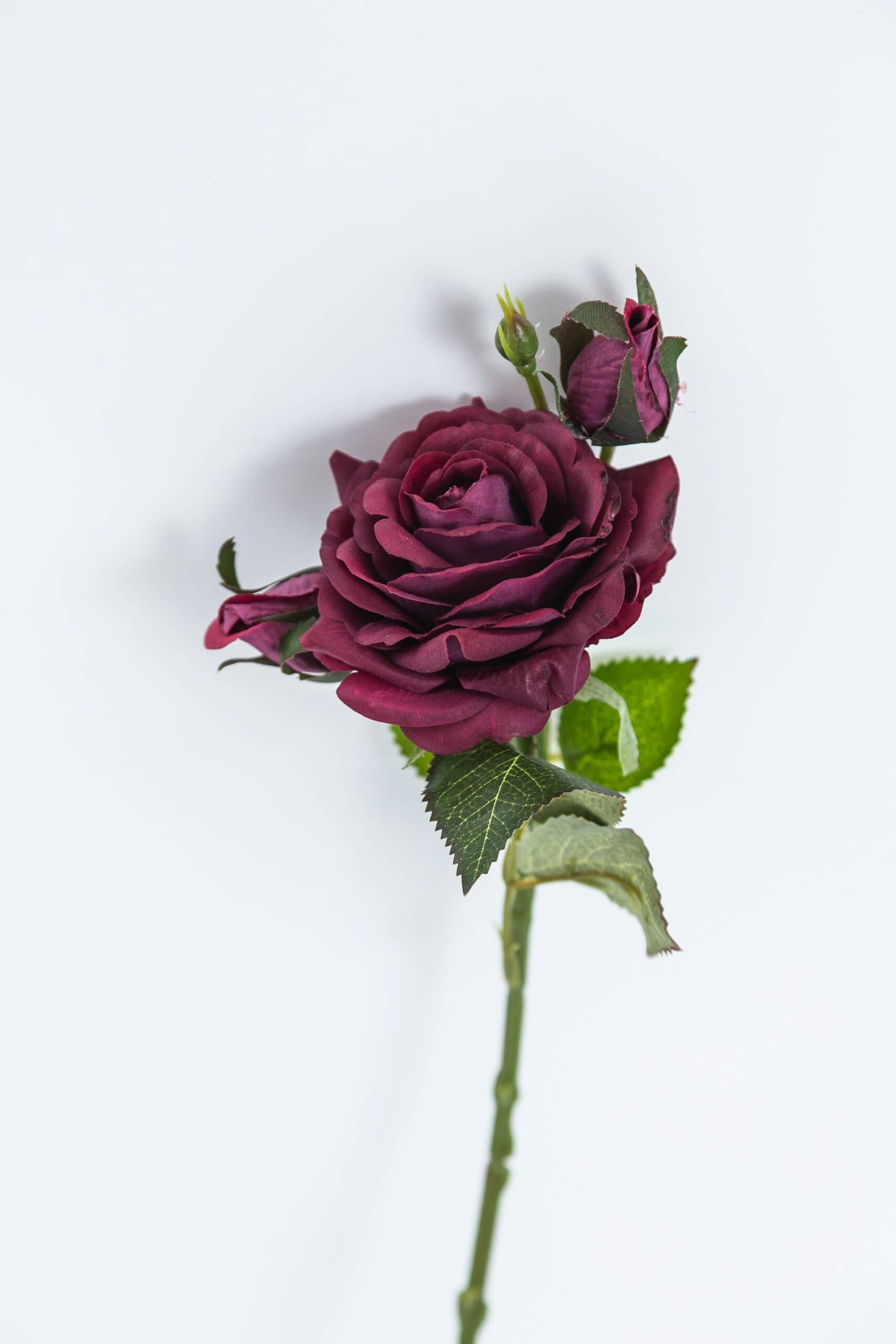 A single dark purple rose with green leaves